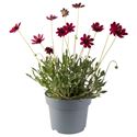Bild von EJ Cosmos Bipinatus Cherry Chocalate